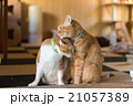 肩寄せ合う猫たち 21057389