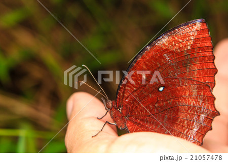 Close up Butterfly on human hand 21057478