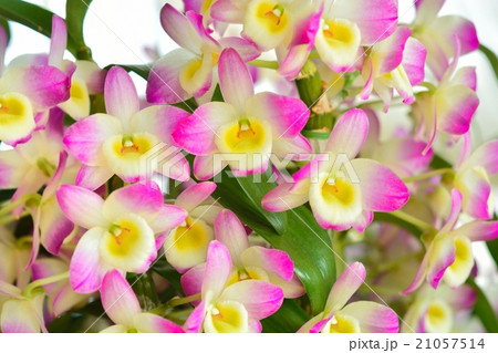 満開のデンドロビューム 21057514