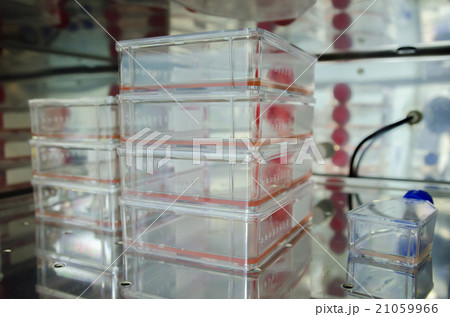 animal cell culture 21059966