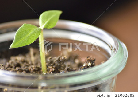 green life green life 21062685