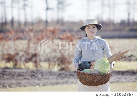 秋野菜　収穫 21062867