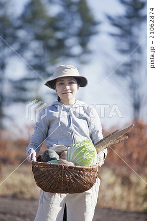 秋野菜 収穫の写真素材