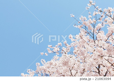 青空に咲く桜 春イメージ 青空に咲く桜 春イメージ 21063094
