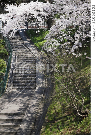 横浜 元町公園 貝殻坂 満開の桜 横浜 元町公園 貝殻坂 満開の桜 21063103