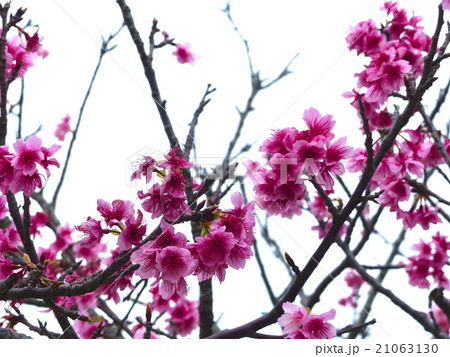 寒緋桜 寒緋桜 21063130
