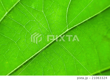 Macro texture of green leaf Macro texture of green leaf 21063324