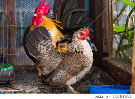 Beautiful hen Beautiful hen 21063919