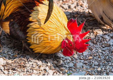 Beautiful cock Beautiful cock 21063920