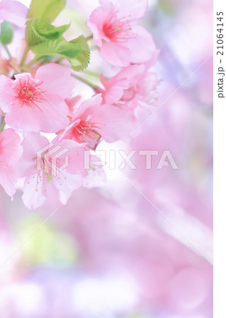 桜の開花イメージ 21064145