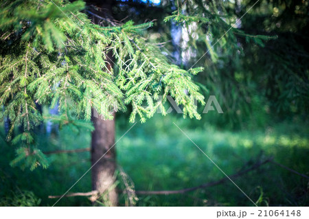 Pine tree on blurred colorful background forest 21064148