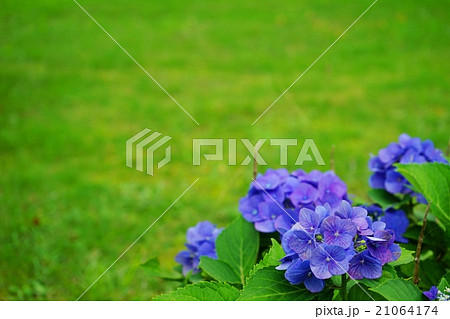 緑の芝生の広場・片隅のあじさい 21064174
