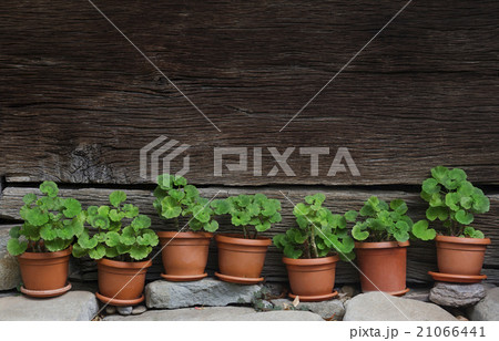 vases with green plants next to fence 21066441