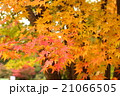 紅葉 21066505
