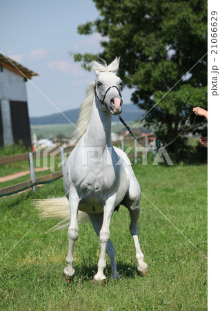 Angry white shagya arab 21066629