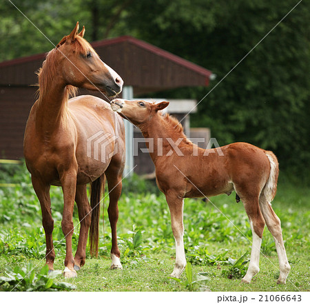 Beautiful mare with foal 21066643