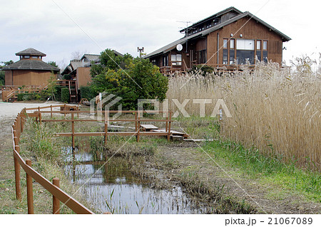 米子水鳥公園 ネイチャーセンター メダカ池 米子水鳥公園 ネイチャーセンター メダカ池 21067089