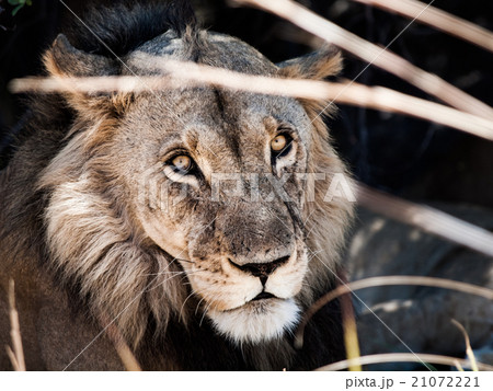 Portrait of male lion lying in the grass 21072221