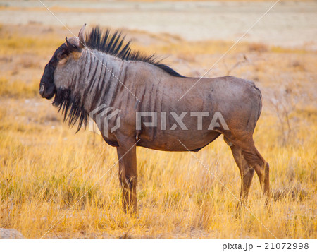 Wildebeest gnu profile 21072998