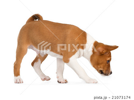Basenji puppy sniffing 21073174