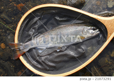 早春のアマゴ 21073291