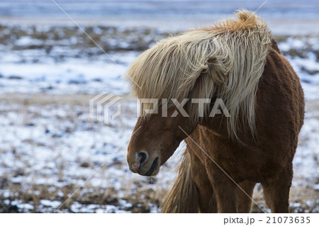 Angry Icelandic horse on a meadow in winter 21073635
