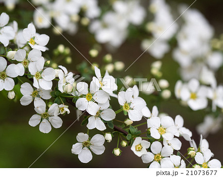 早春の雪柳 早春の雪柳 21073677