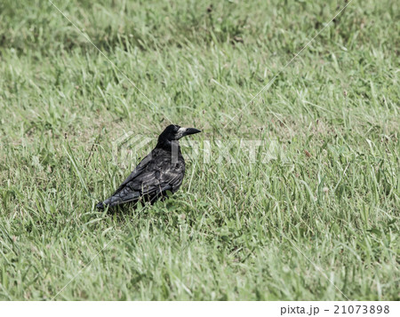 Black crow on the green grass 21073898