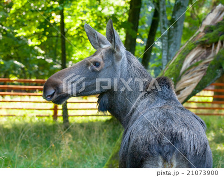 Eurasian elk profile Eurasian elk profile 21073900