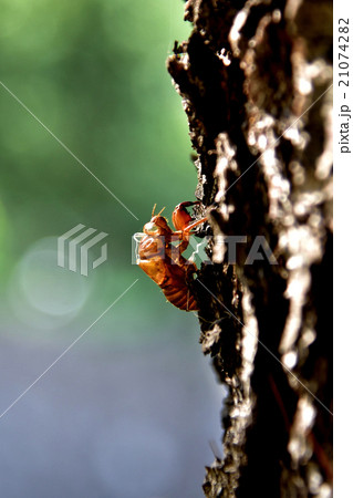 蝉脱け殻 蝉脱け殻 21074282