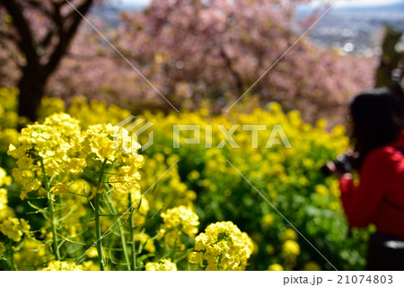 神奈川県松田町の菜の花と河津桜 21074803