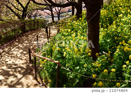 神奈川県松田町の菜の花と河津桜 21074804