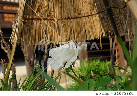 花、牡丹＠石光寺、葛城市、奈良県 21075336