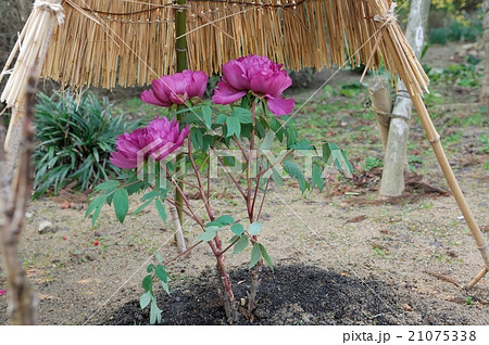 花、牡丹@石光寺、葛城市、奈良県 花、牡丹@石光寺、葛城市、奈良県 21075338