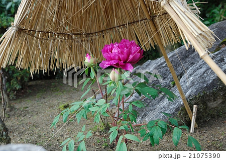 花 牡丹 石光寺 葛城市 奈良県の写真素材