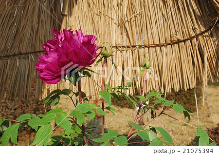花、牡丹@石光寺、葛城市、奈良県 花、牡丹@石光寺、葛城市、奈良県 21075394