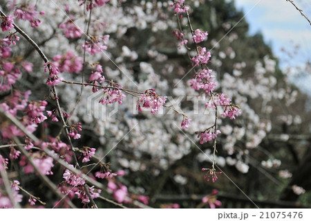 花、桜、満開@施福寺、槙尾山、和泉市 花、桜、満開@施福寺、槙尾山、和泉市 21075476