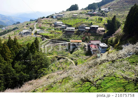 賀名生梅林 21075758