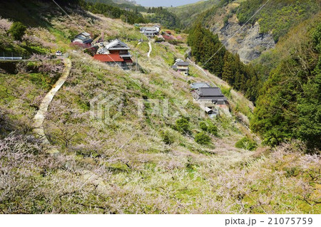 賀名生梅林 21075759