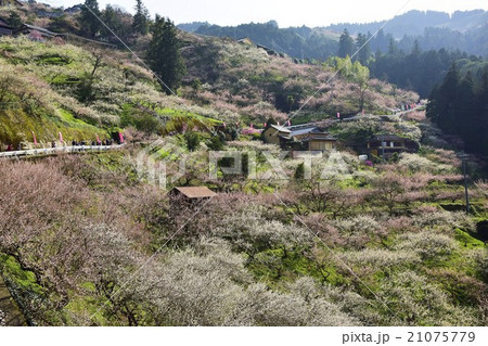 賀名生梅林 賀名生梅林 21075779