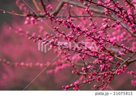 赤い梅の花の蕾の写真素材