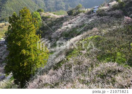 賀名生梅林 21075821