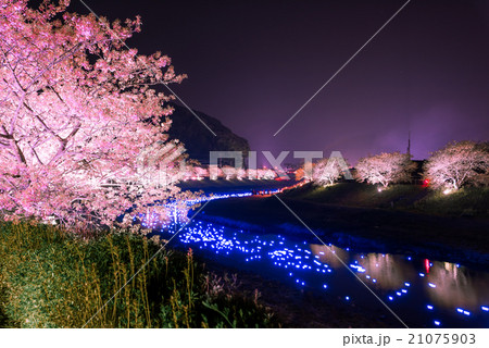 南伊豆　夜桜流れ星 21075903