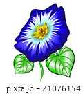 Flower Ipomoea  21076154