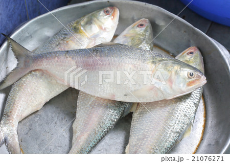Ilish Hilsa Fish 21076271
