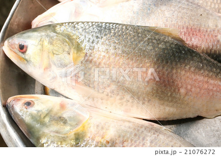 Ilish Hilsa Fish 21076272