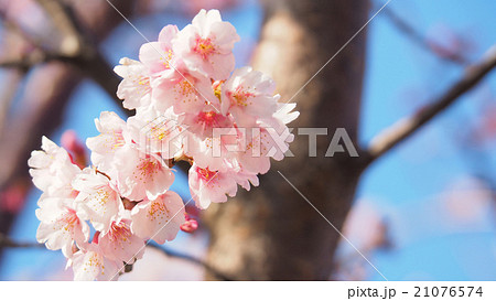 蜂須賀桜 蜂須賀桜 21076574