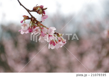 蜂須賀桜 21076595