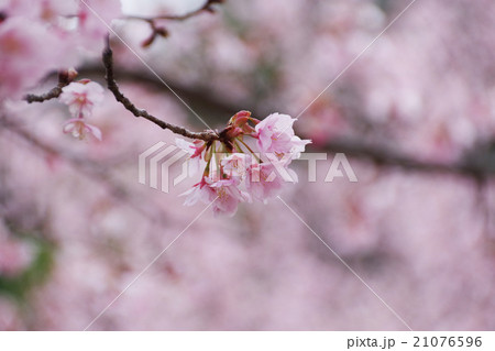蜂須賀桜 21076596
