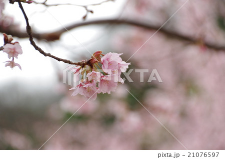 蜂須賀桜 21076597